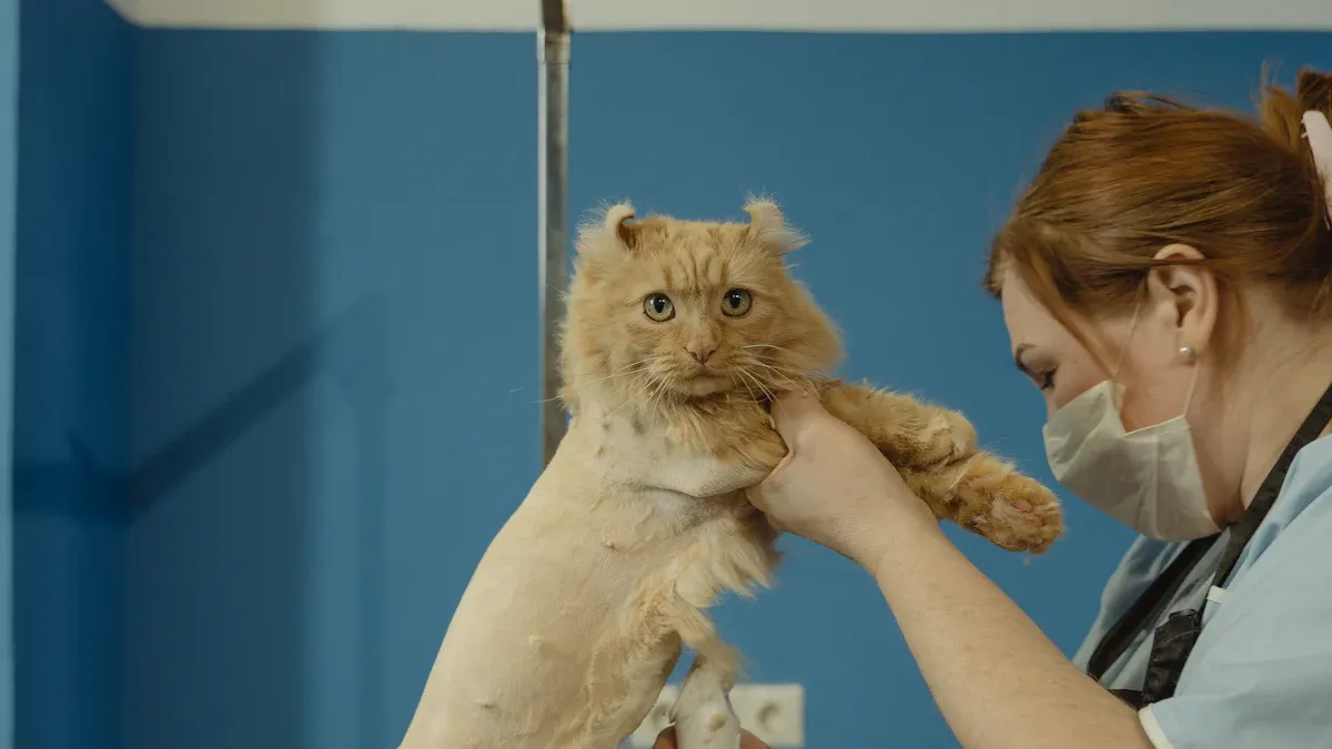 Cat Self Groomer for Norwegian Forest Cat