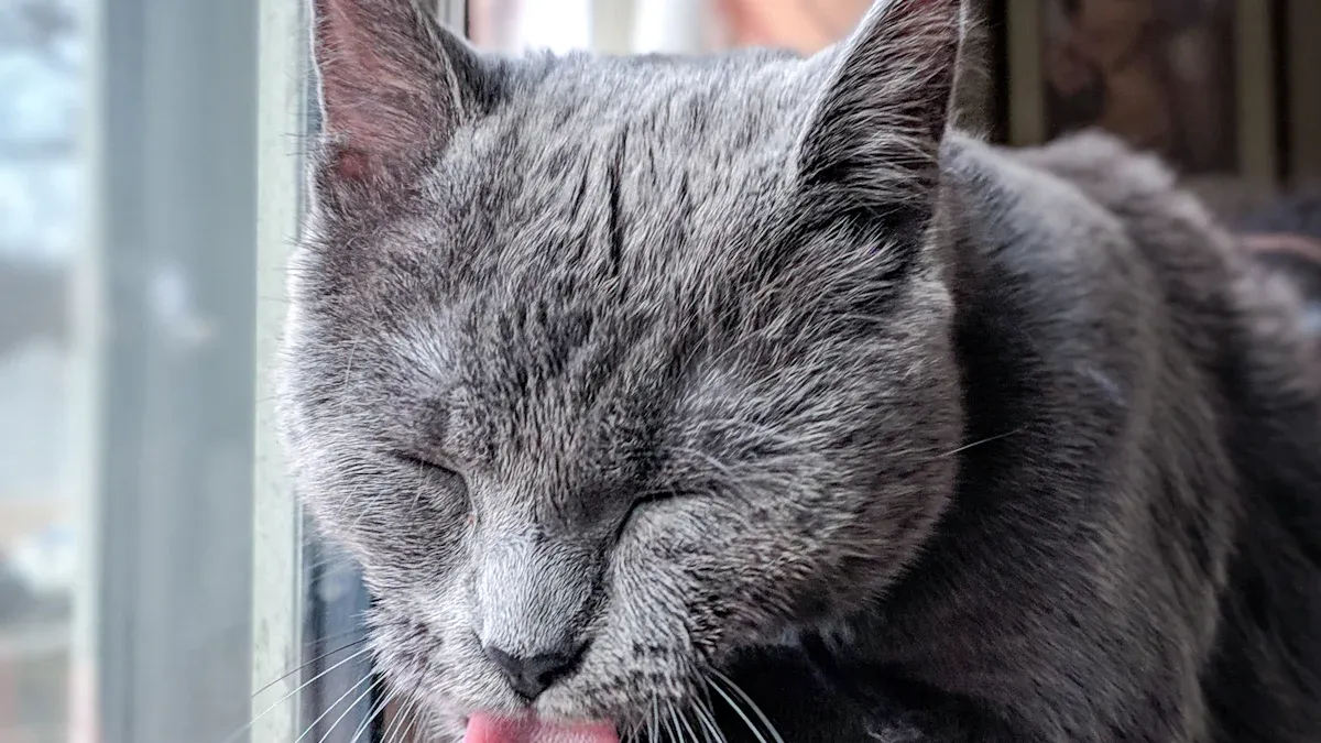 Alternatives to Reduce Cat Shedding