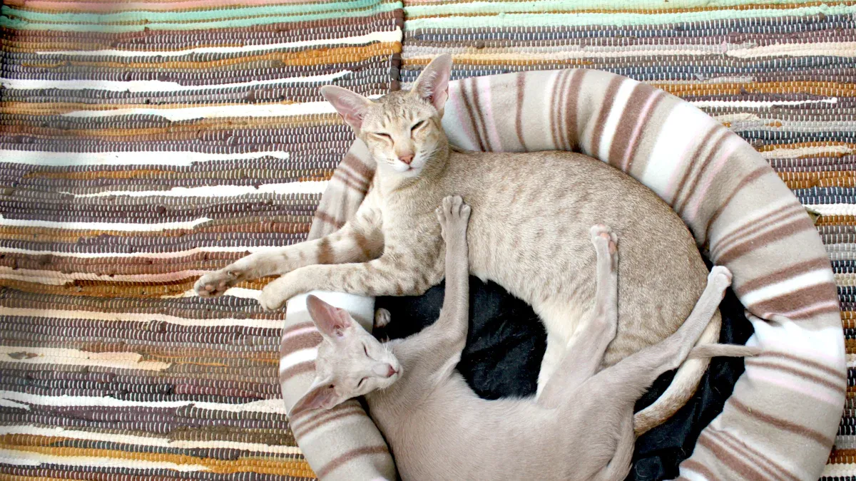 How the Self Grooming Cat House Works