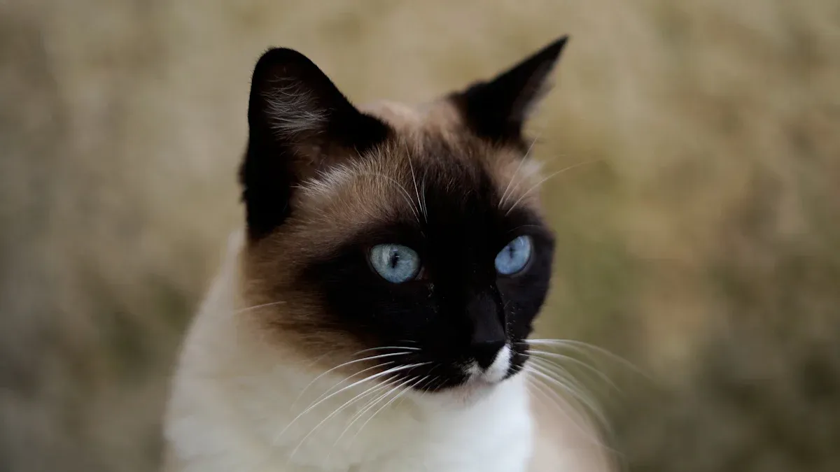 Balinese Cat Shedding Basics