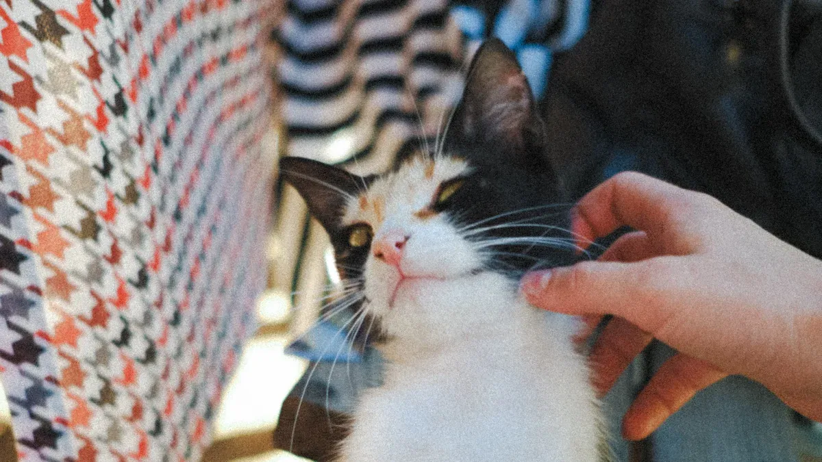 Kitten Shedding Care Solutions