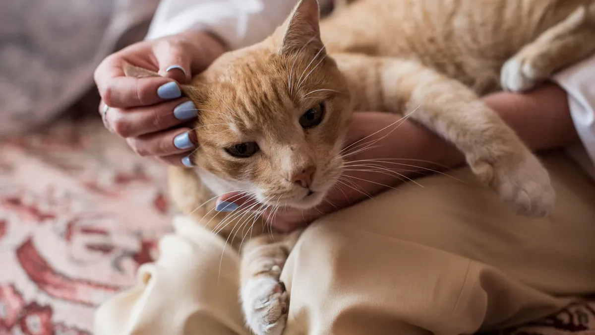 Senior Cats