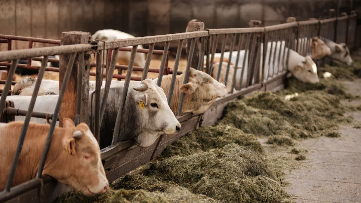 Uses of Fumaric Acid in Animal Nutrition