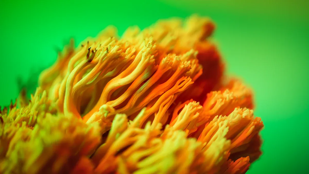 Key Fungi for Fumaric Acid Production