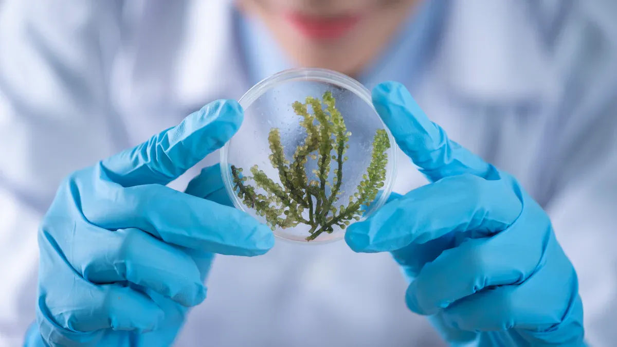 Exploring the Function of Fumaric Acid in Plant Metabolism