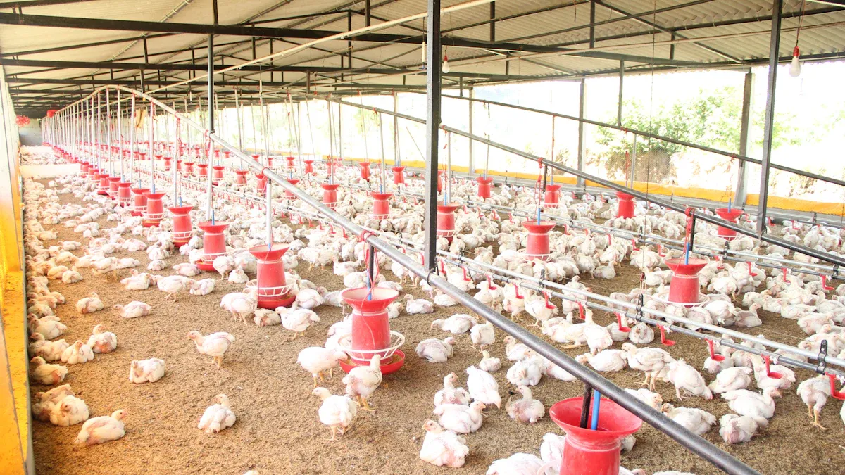 A Study on Efficacy of Fumaric Acid Supplementation in Diet of Broiler Chicken