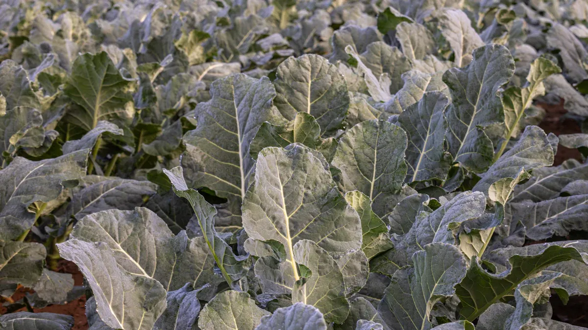 What is the role of fumaric acid in plants?