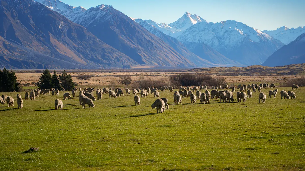 Traditional Sectors of the New Zealand Dollar