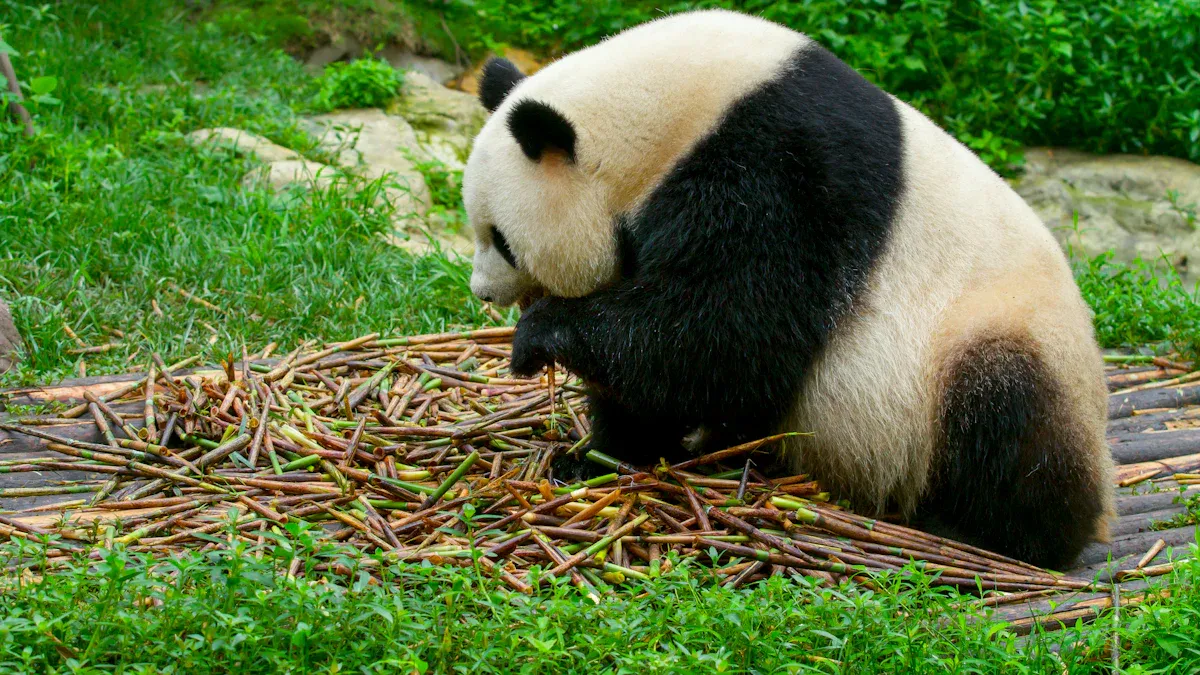 Fu Bao panda'
               720