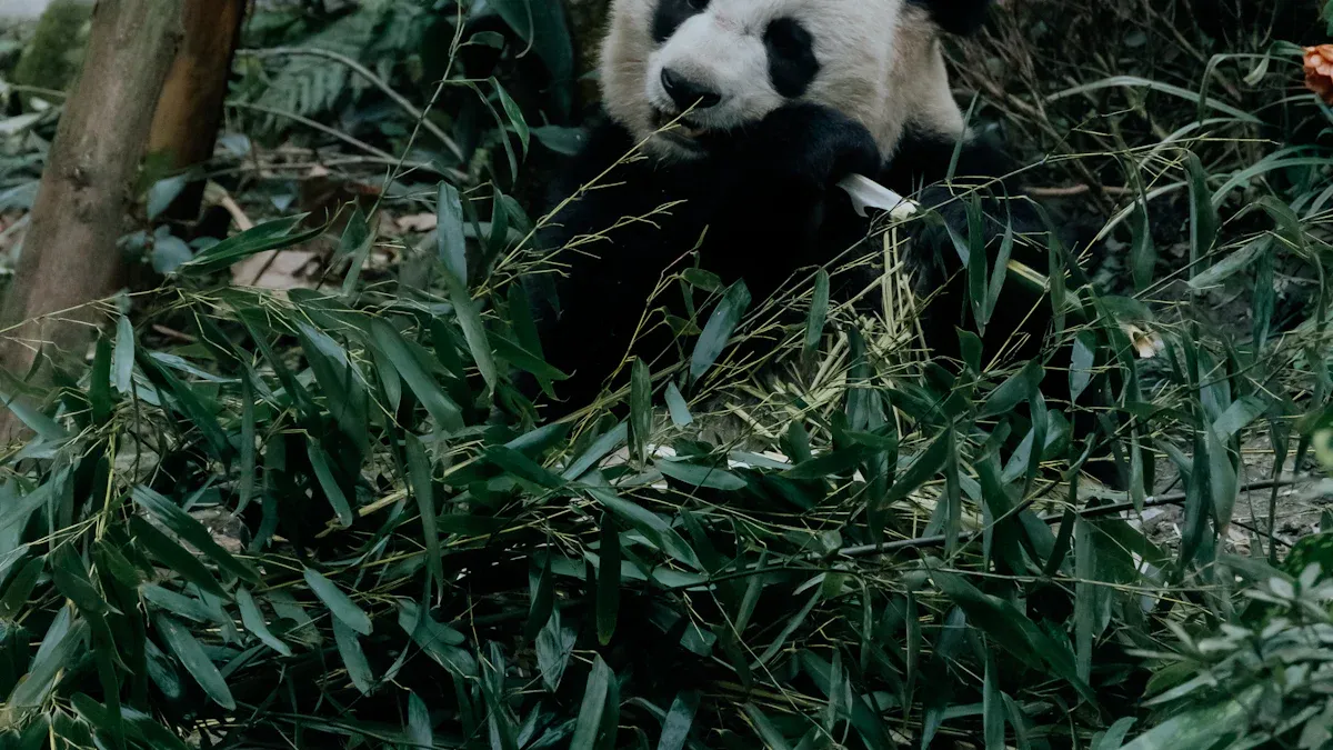 Progress and Success Stories in Panda Conservation