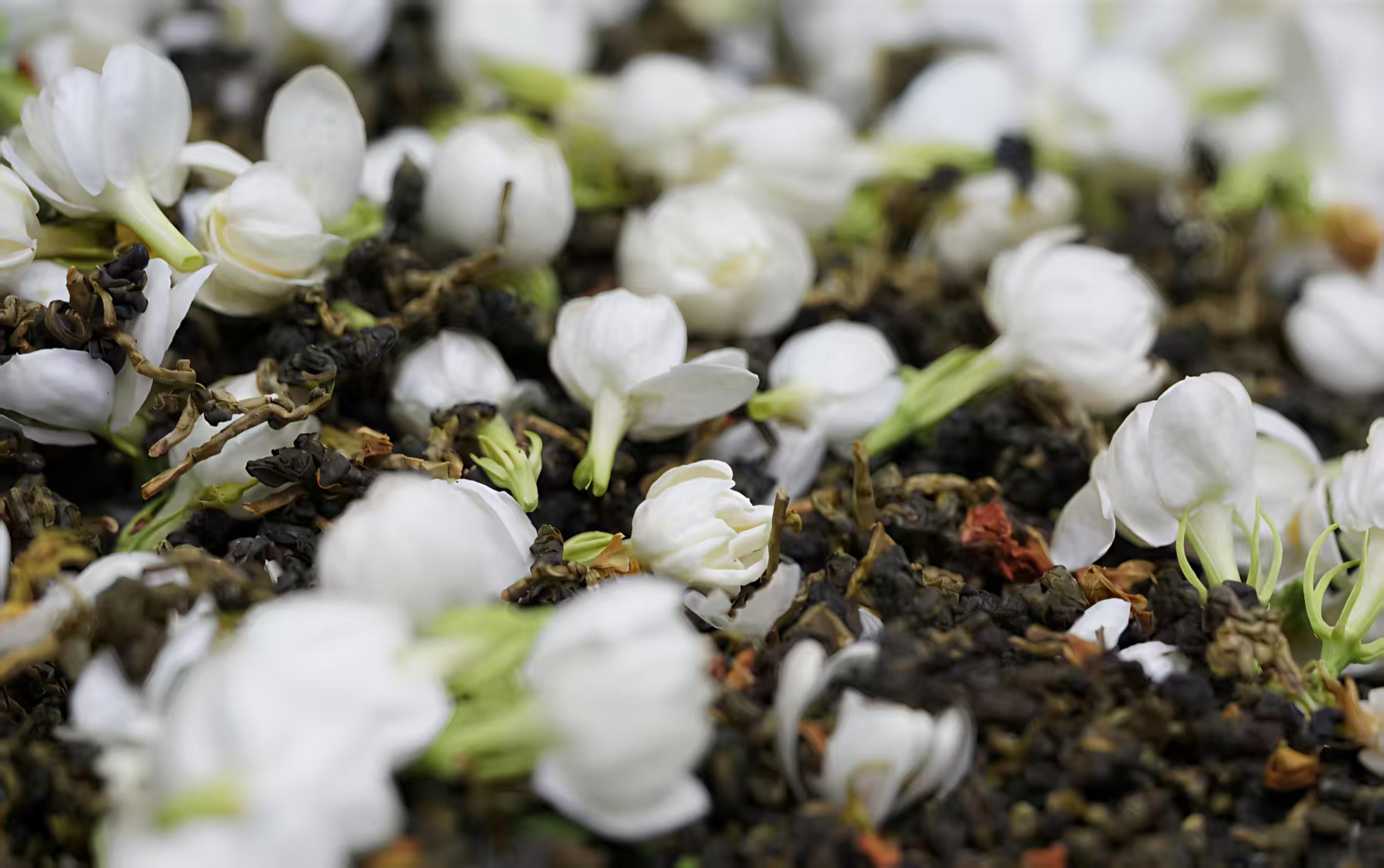 How Jasmine Tea Is Made