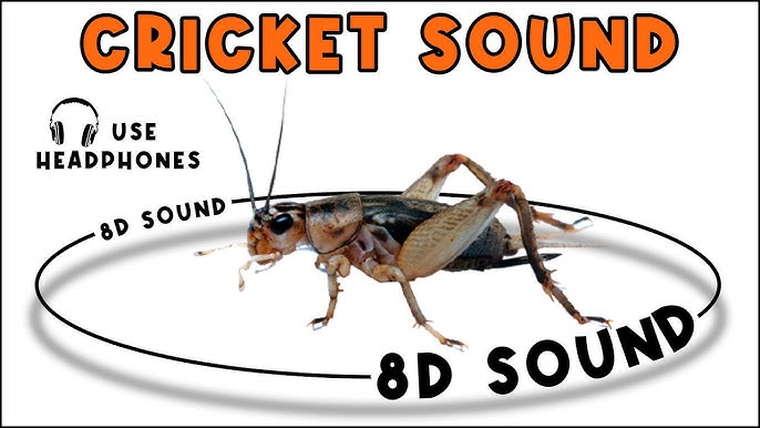 Top 10 Websites to Download Free Cricket Sound Effects