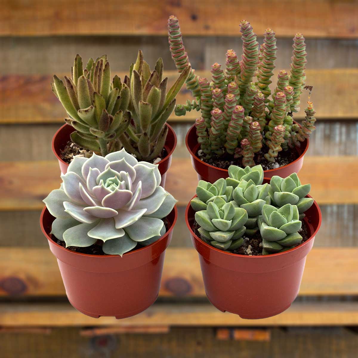 Assorted Succulent Packs Available in 4-pack, 12-pack, and 20 pack