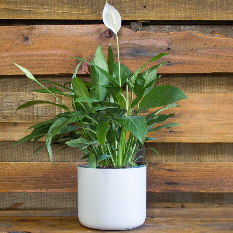 Personalized back to school teacher gifts ideas: Peace Lily Plant for Sale online