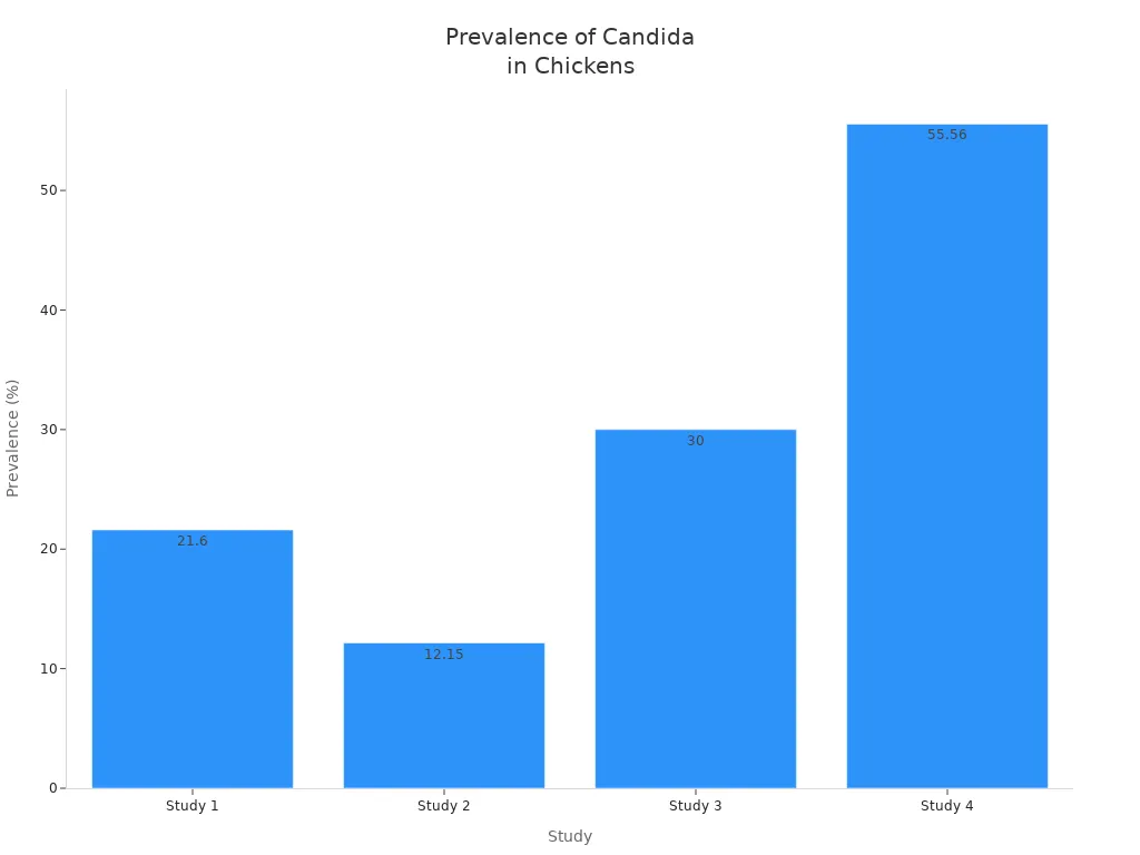Bar chart showing Candida infection prevalence in chickens from four studies