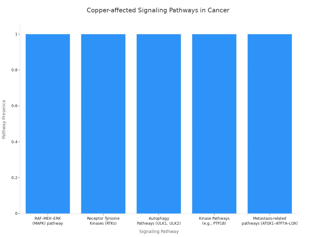 Bar chart showing five signaling pathways in cancer cells affected by copper levels
