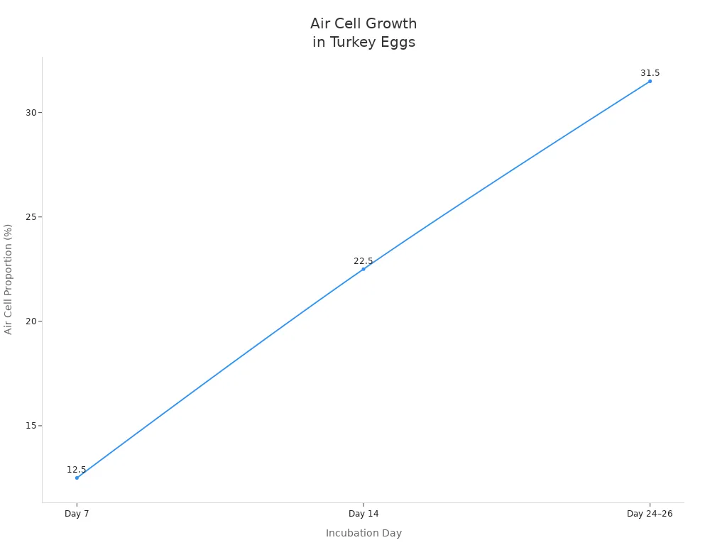 Line chart showing air cell proportion increase at days 7, 14, and 24–26 in turkey eggs