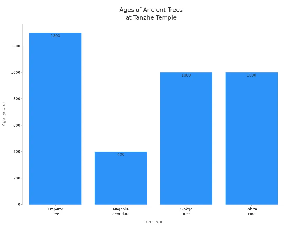 Bar chart comparing ages of Emperor Tree, Magnolia denudata, Ginkgo Tree, and White Pine at Tanzhe Temple
