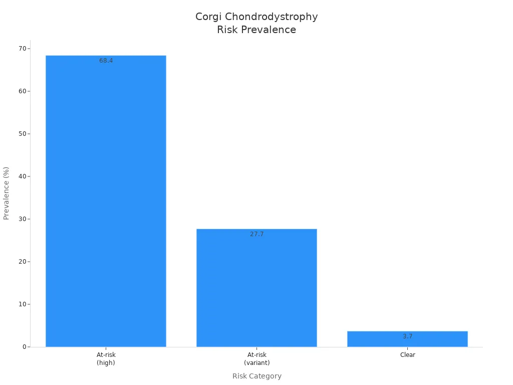 Bar chart showing prevalence of chondrodystrophy risk levels in Corgis