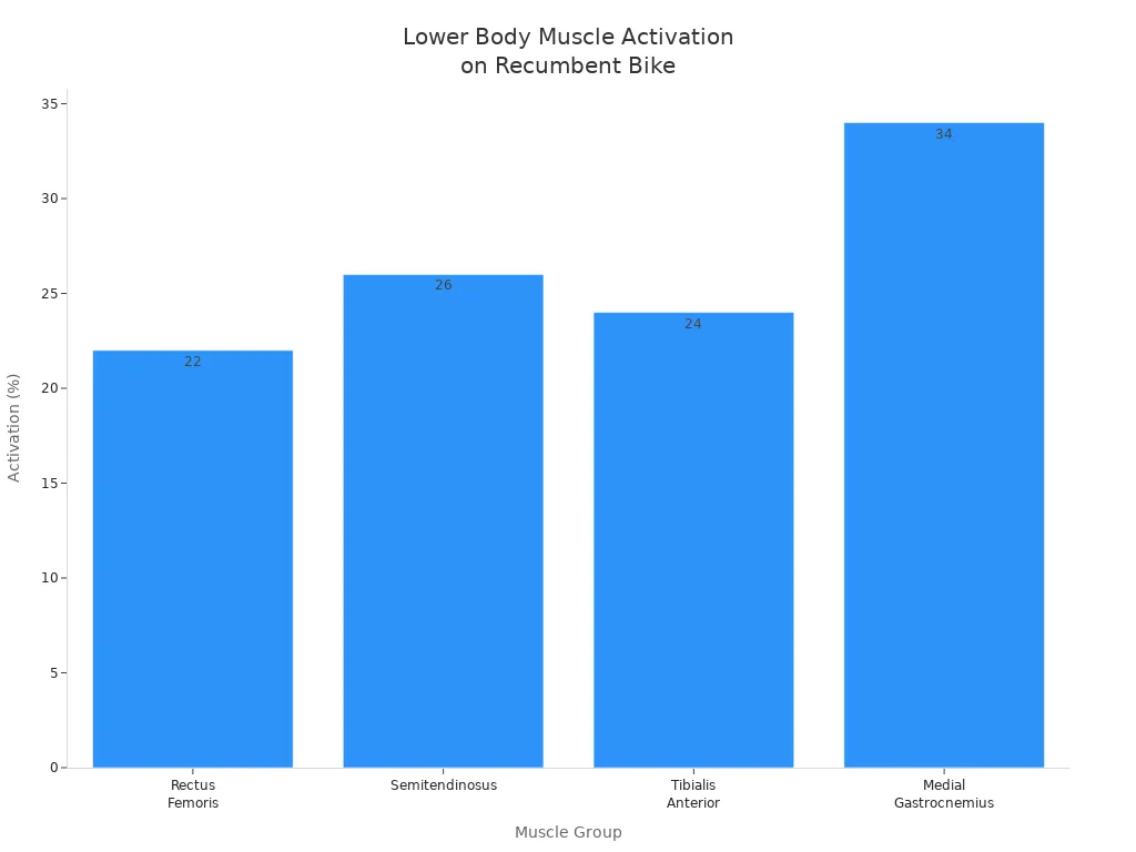 Bar chart showing muscle activation percentages for lower body muscles on a recumbent bike