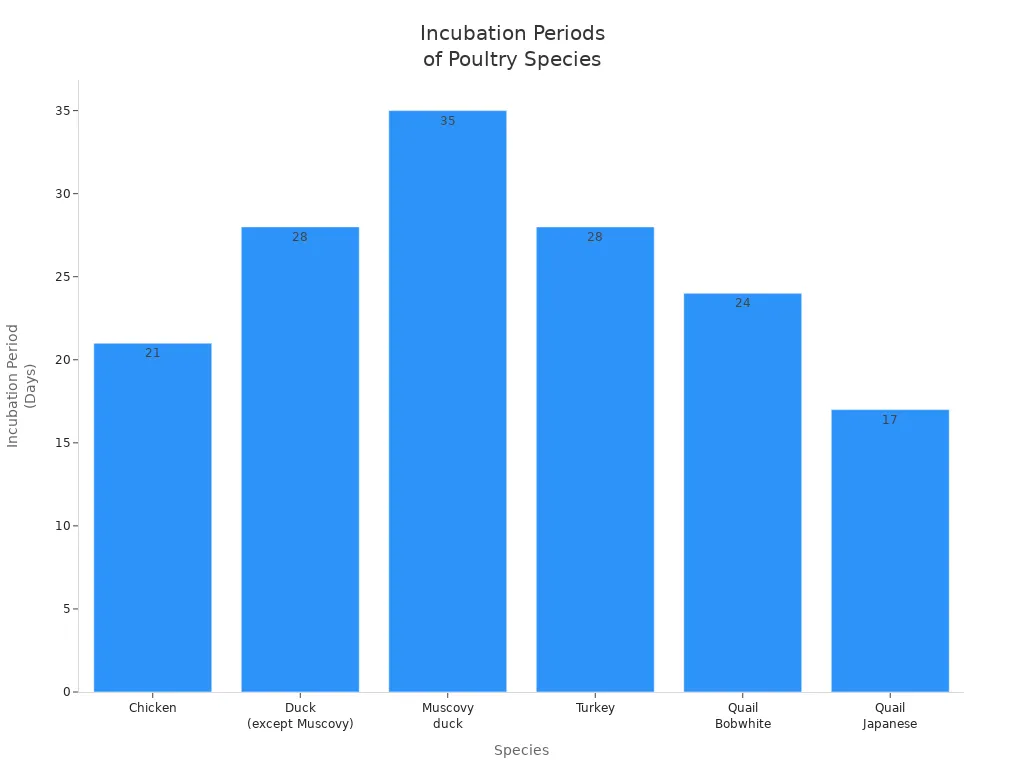 Bar chart comparing incubation periods for chickens, ducks, turkeys, and quail
