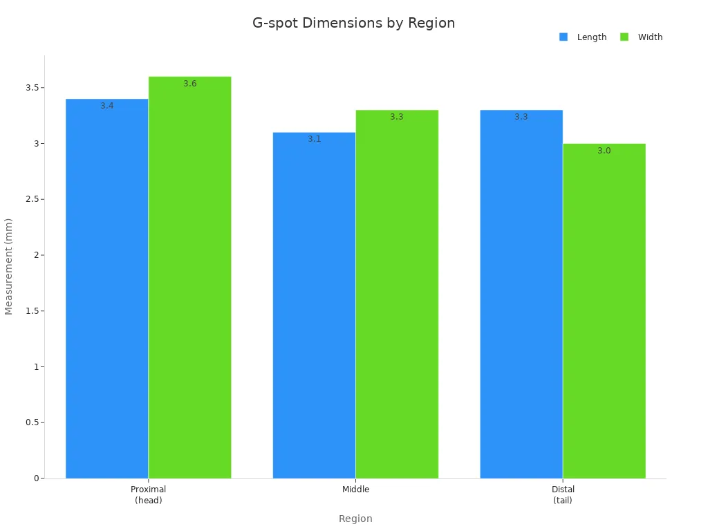 Bar chart comparing length and width of the G-spot in proximal, middle, and distal regions