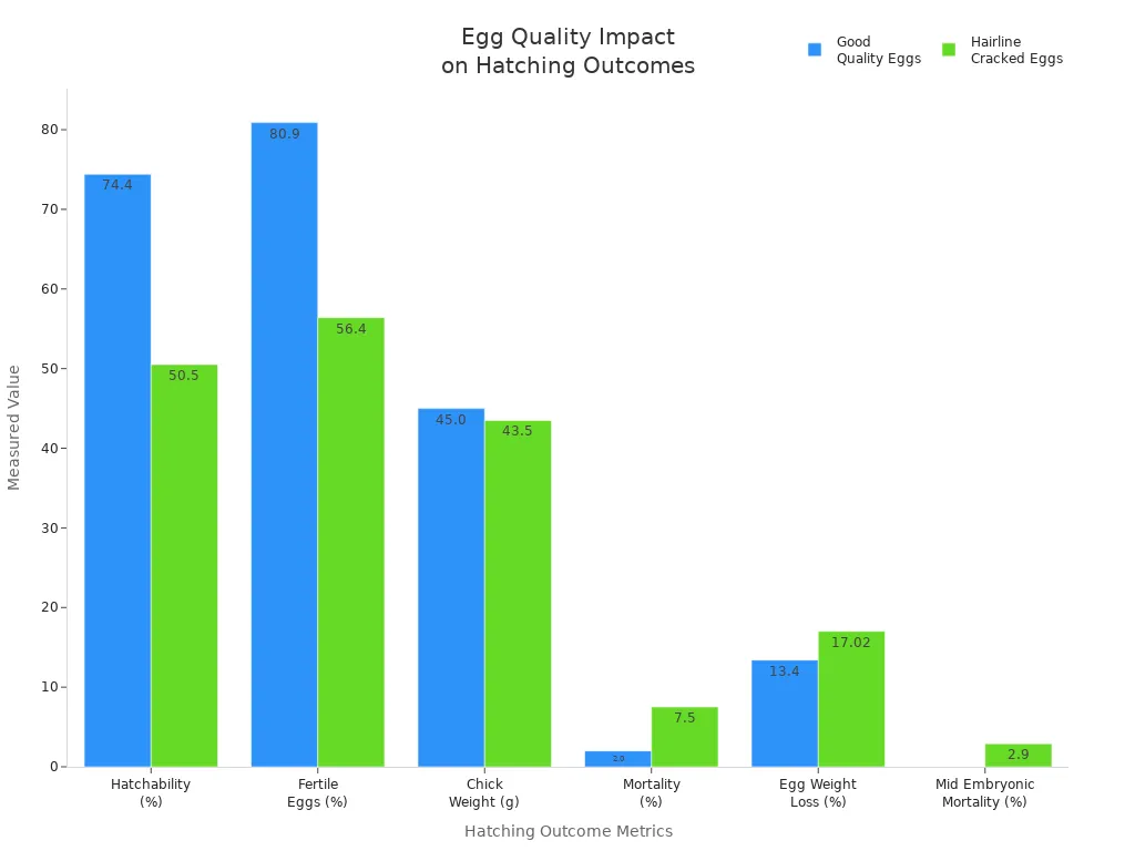Bar chart comparing hatching outcomes for good eggs and hairline cracked eggs