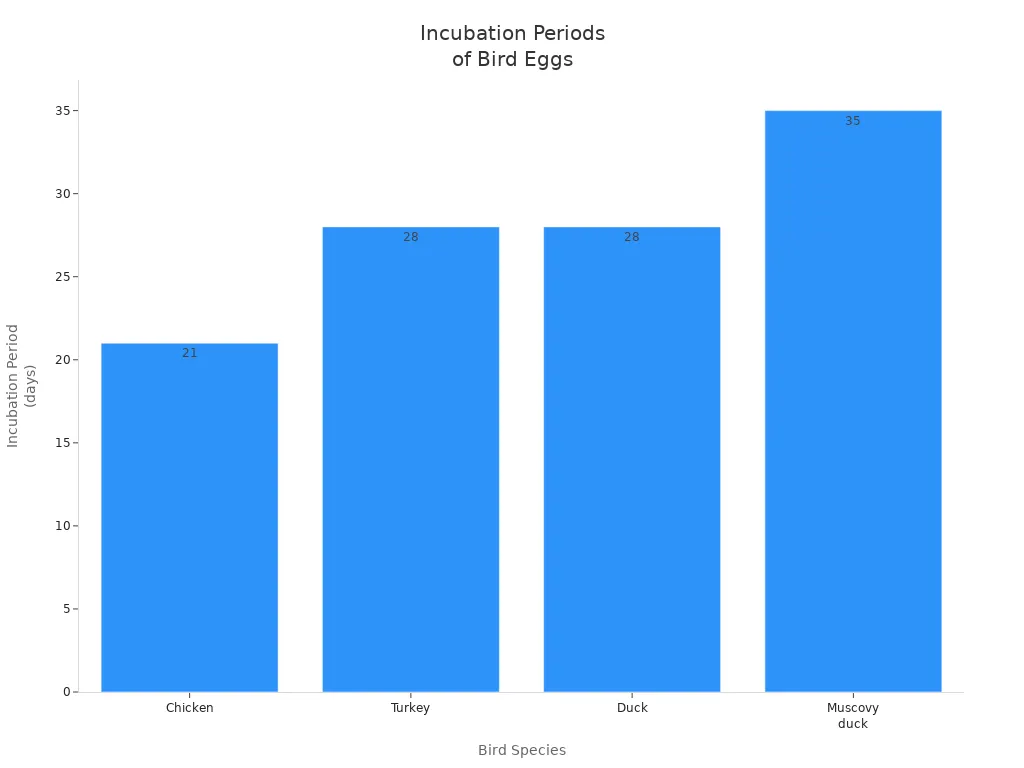Bar chart comparing incubation periods of chicken, turkey, duck, and Muscovy duck eggs
